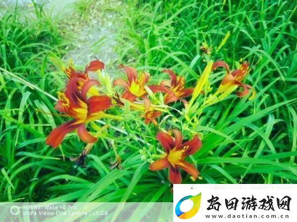 忘忧草1688站当然可以!以下是一些关于忘忧草的标题建议每个标题都不少于10个字: