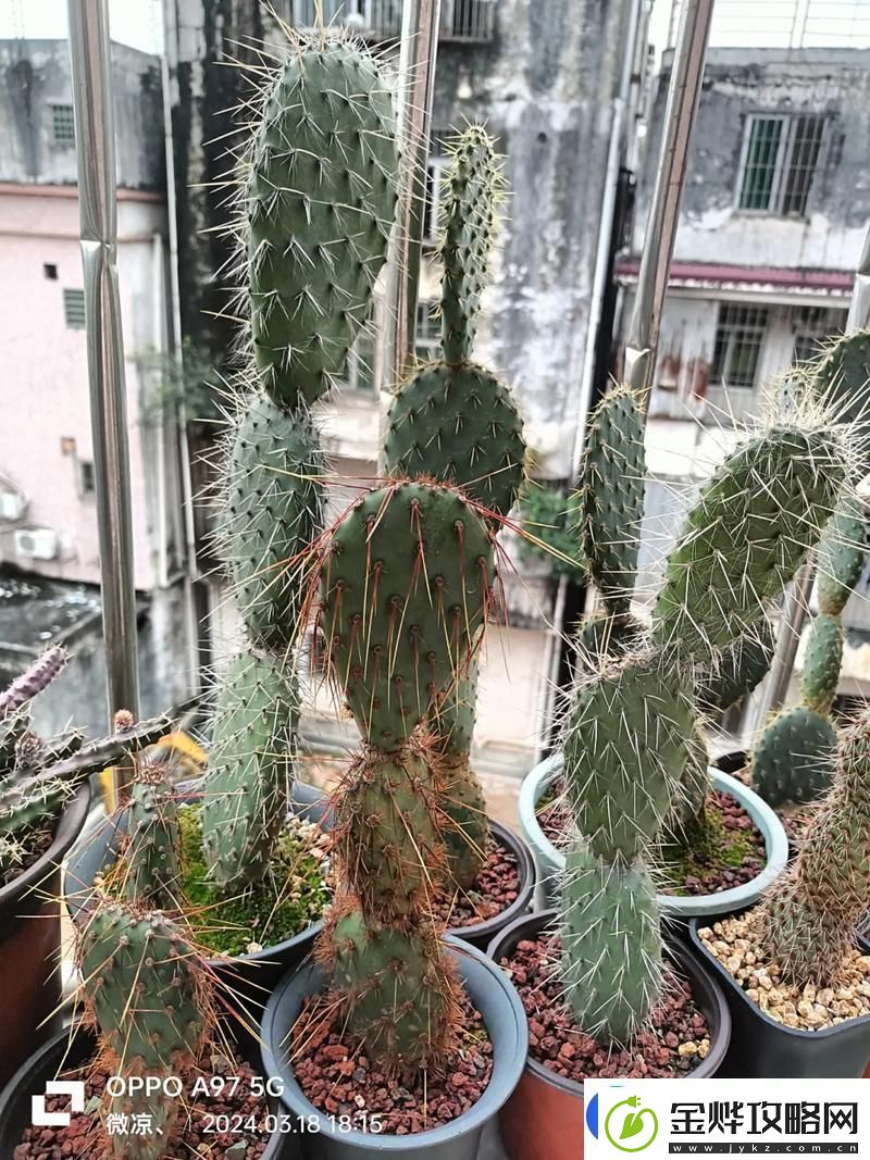 仙人掌嘿呦嘿呦APP站提供快速更新链接是你的最佳选择