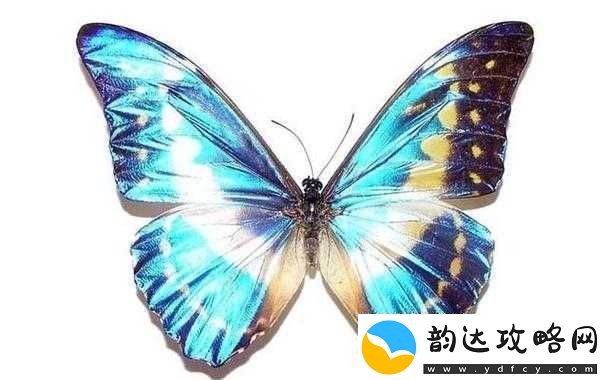 女生蝴蝶比罕见吗:其独特性引发的探讨