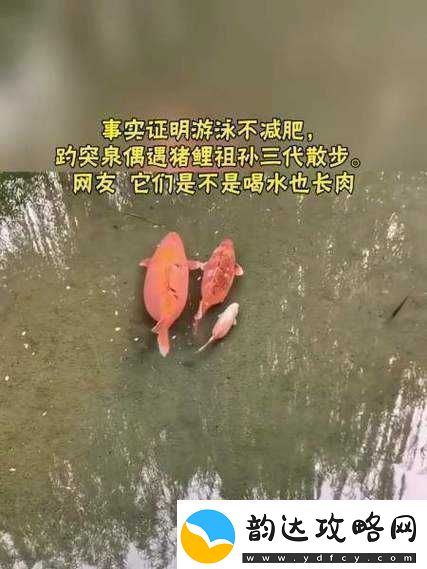 女人鲤鱼喝水:自然奇观还是文化象征