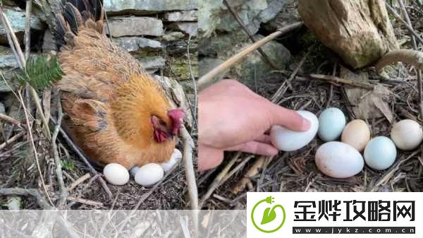母鸡护蛋模拟器