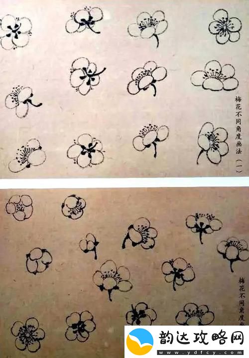 梅花开几度老张周梅细数岁月的情愫与期待