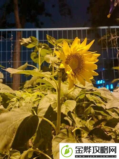 草莓榴莲向日葵18岁深夜释放:关于青春与梦想的故事
