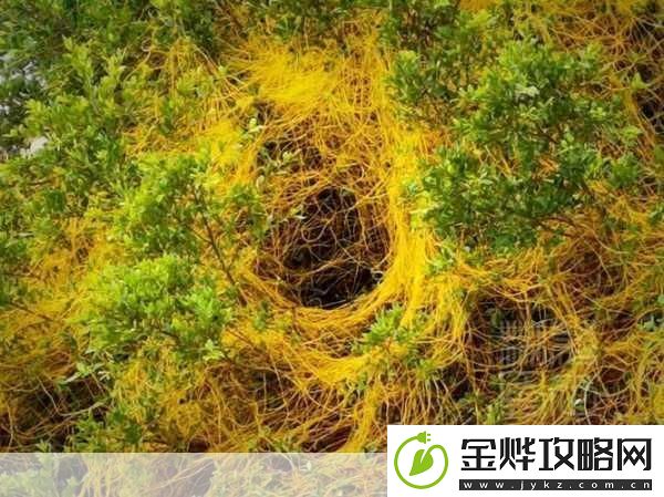 鼓蓬蓬的牦户