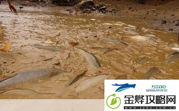 捕鲲达人红包版来袭-开启你的鱼塘养殖欢乐之旅