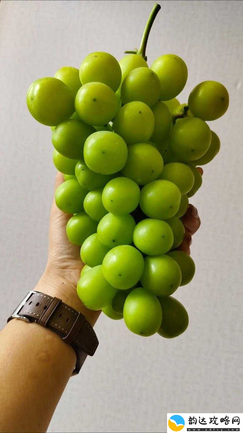 葡萄不准掉出来晚上检查:这到底是怎样的一种要求和规定