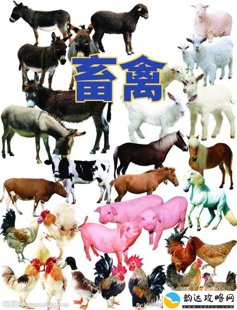 人与畜禽-corporation-外:探索人与畜禽的奇妙关联