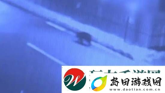 每日私密马赛:日本黑熊闯入超市后被安乐死-有人抗议做法太残忍