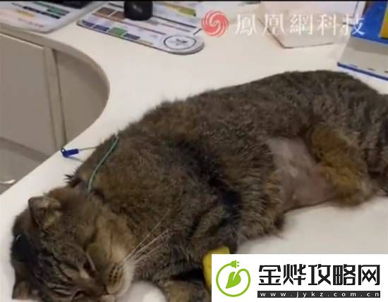你怎么看:花20万给17岁老年猫做肾移植-你认为值得吗