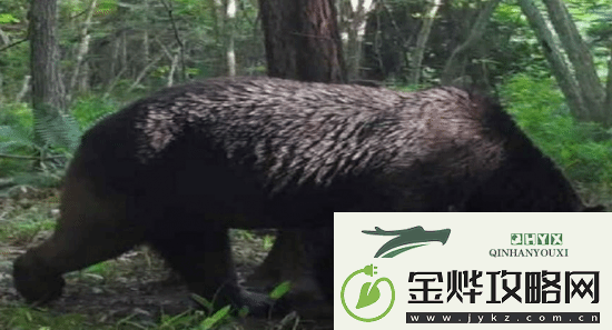 游你扯淡:日本猎人受邀猎杀熊后-却反被警察逮捕