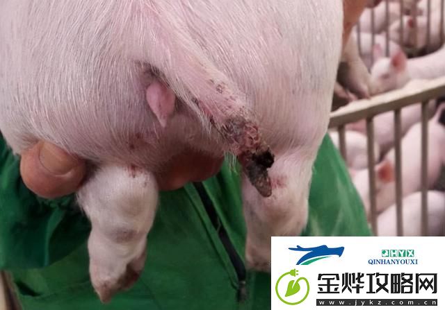 人猪又细又长像钻头一样图片:探索奇特生物形态的奥秘