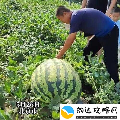 呱呱大爆料往期瓜合集:精彩大盘点
