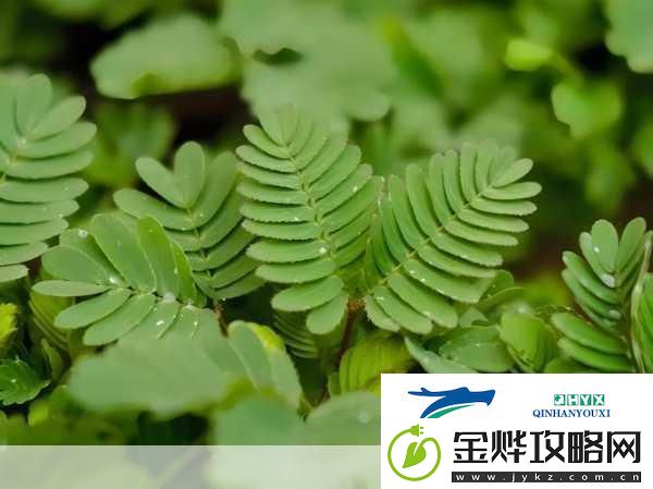 水蜜桃香蕉含羞草-水蜜桃与香蕉的奇妙搭配:含羞草的灵感