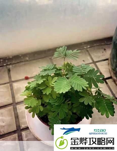 水蜜桃香蕉含羞草