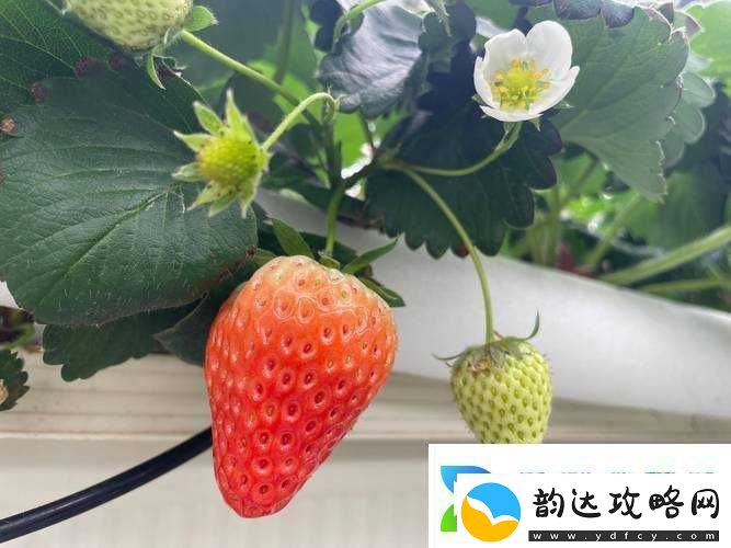 草莓樱桃色多多绿巨人秋葵:美味水果与神奇植物的奇妙组合