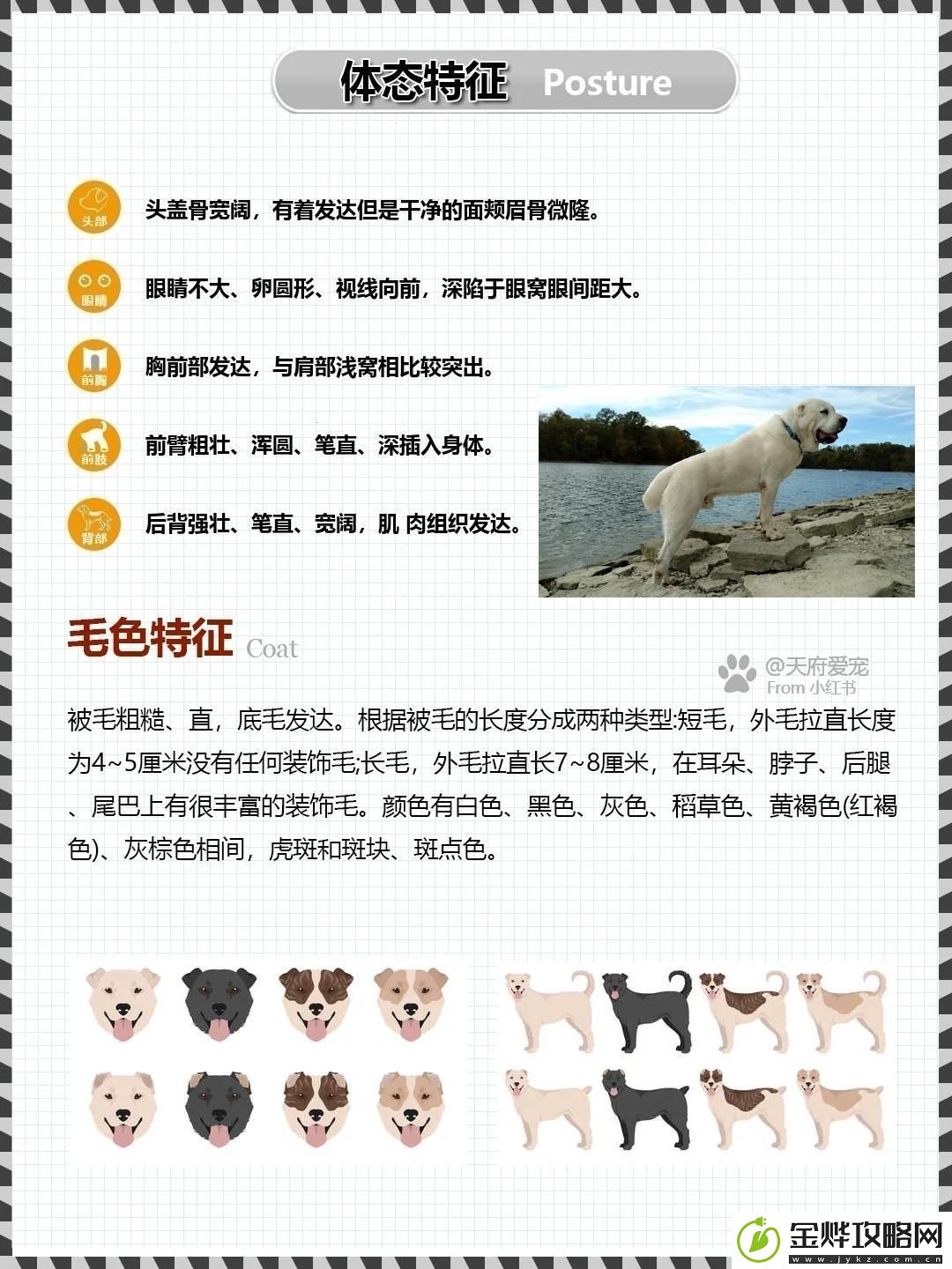 嘿-你听说没-中亚犬种-炫酷界的新风向!