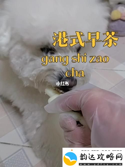 狗和人胶配方大全高清图片:探寻宠物与人类健康之道