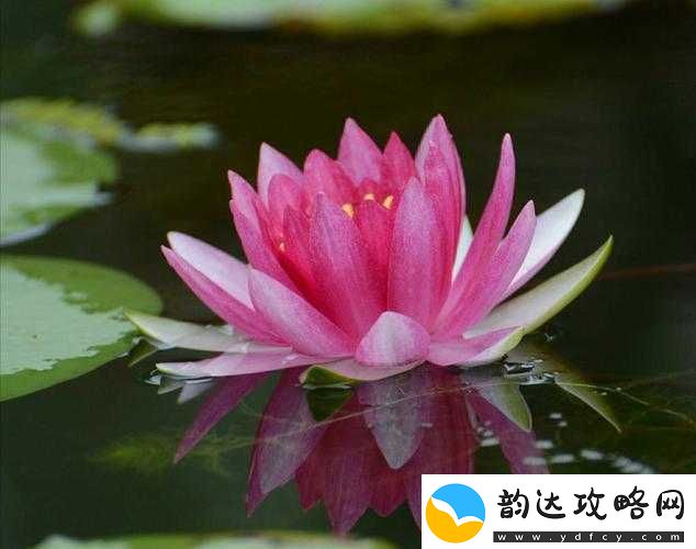 女性半夜莲花开放的治疗方法:深入探究其原理与有效应对策略