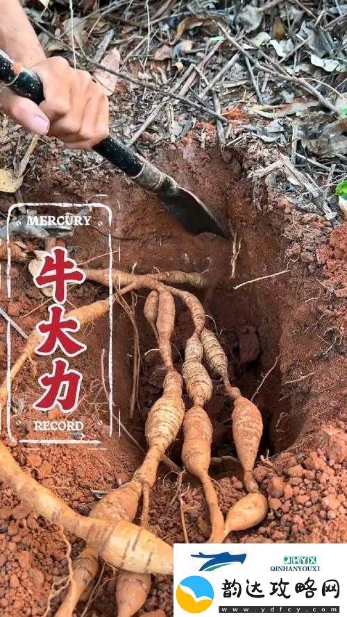大力牛汉子:内捧进出爽的极致体验