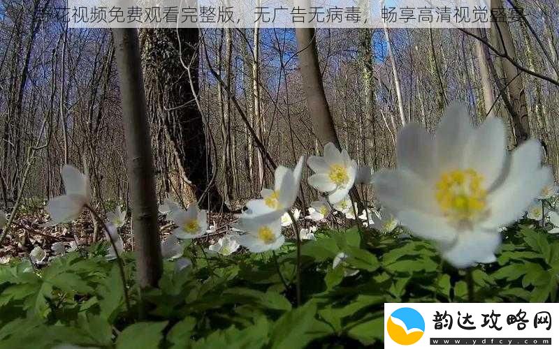 野花视频免费观看完整版无广告无病毒畅享高清视觉盛宴