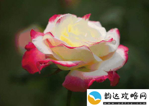 色彩变幻如梦如幻——动态色图