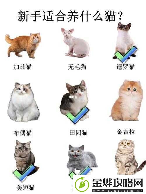 猫之城养猫秘籍:专家级培养技巧大揭秘
