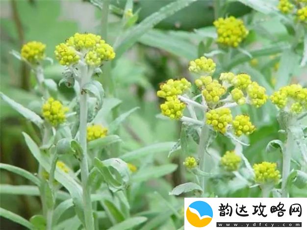 嫩草嫩草va88v的引领与精神探索