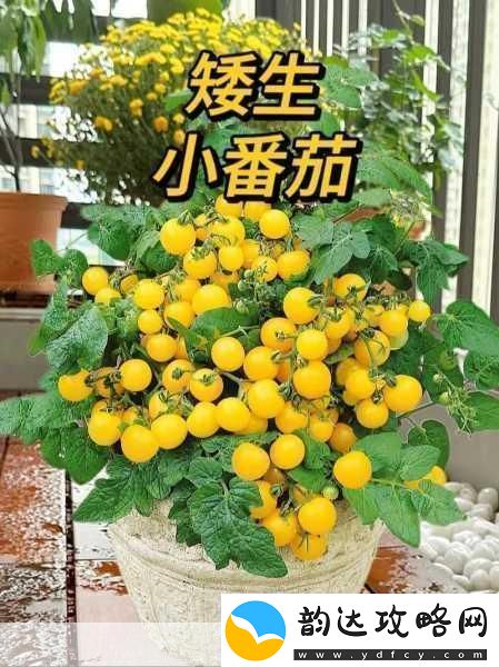 阳台上的浪漫:爱意在阳光下绽放