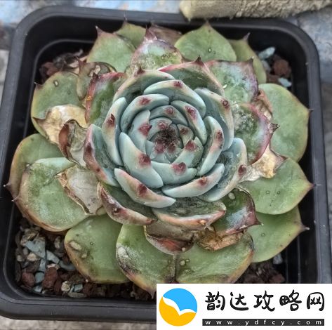 轮回蓬勃生长-探秘公交车轮C多肉的生态魅力和人类生活中的重要价值